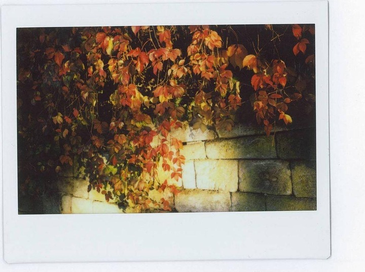 Actual product image Fujifilm Instax Color (Instax Wide 300)