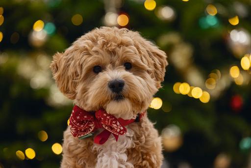 Image du produit Beeztees Peluche de Noël rouge (Pull-over pour chien)