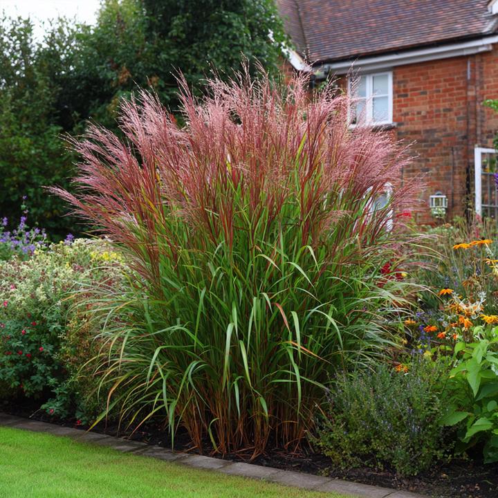 Produktbild Plant in a Box Miscanthus sinensis 'Red Chief' - 2er Set Ziergras (40 cm)