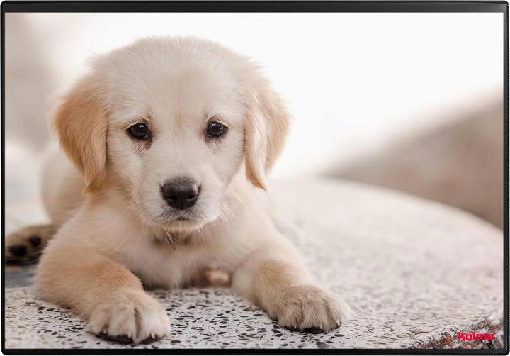 Kolma Writing pad poster (dog) 50 x 34 (50 x 34 cm)