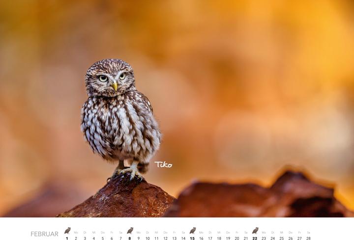 Immagine prodotto Eulen Kalender 2026 (47,5 x 33 cm)