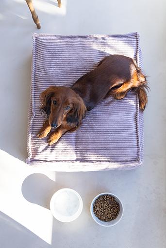 Produktbild Designed by Lotte Ribbed (Hund)