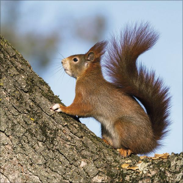 Actual product image Eichhrnchen 2026 (30 x 60 cm, Hardcover, English, French)