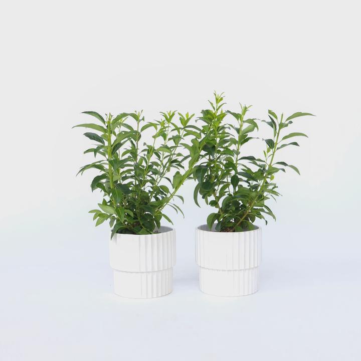 Image du produit Plant in a Box Forsythia intermedia 'Minigold' - Set de 4 forsythias (25 cm)