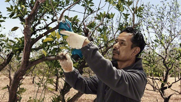 Actual product image Bosch Professional Lopper 12V PRO PRUNER 25mm 2x3.0Ah (Cordless hedgecutters)