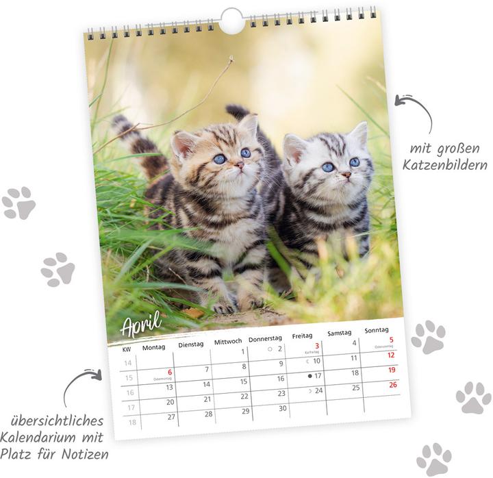 Produktbild Trtsch Classickalender Liebste Katzen 2026 (24 x 33 cm)
