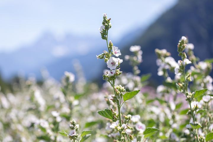 Produktbild Zollinger Bio Echter Eibisch (Keimlinge)