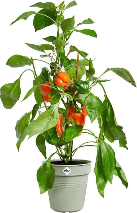 Actual product image Elho Green Basics