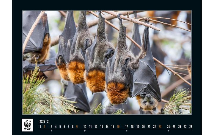 Produktbild WWF Wildlife 2025