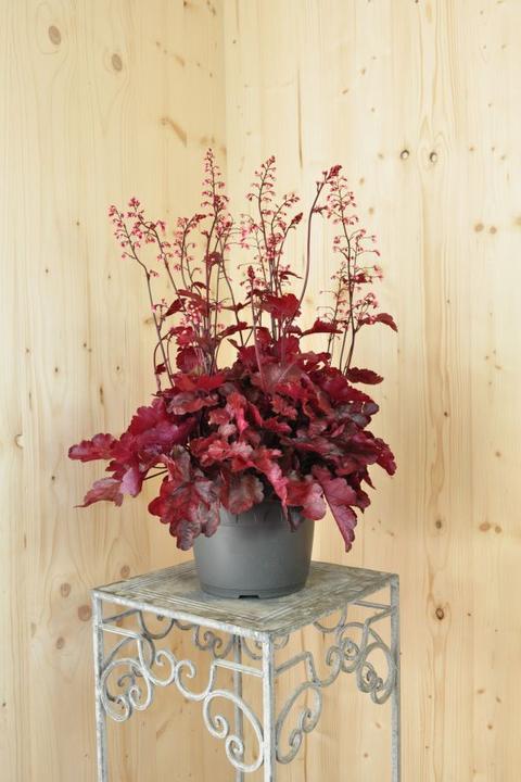 Produktbild Säntispracht Ein herbstblühendes Purpurglöckchen - Heuchera x brizoides 'Fire Chief' (40 cm)