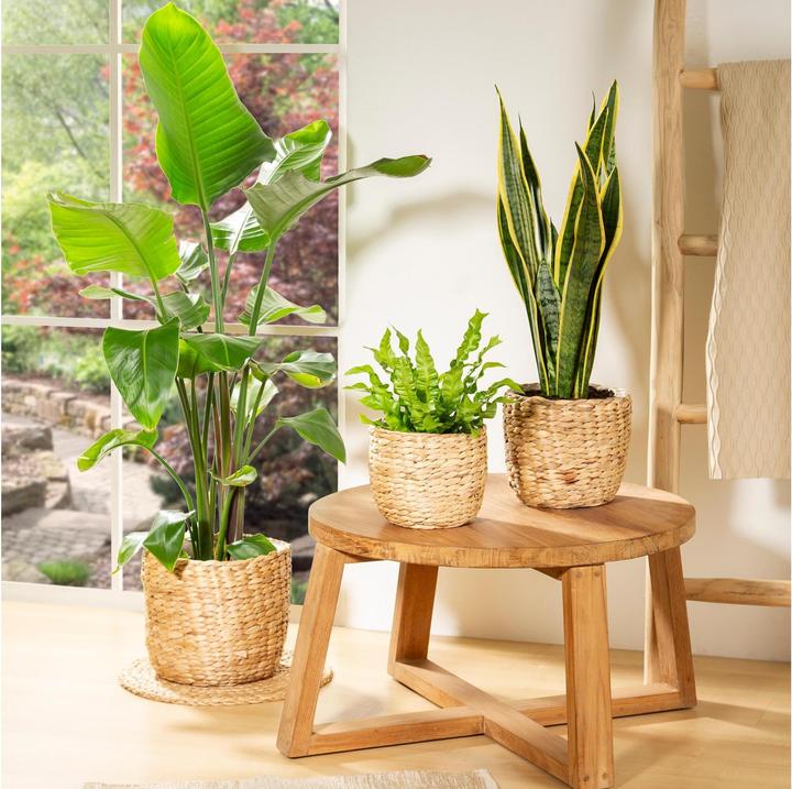 Actual product image Scheurich Water hyacinth 23, wicker planter/basket planter/basket pot made of Water hyacinth Colour: Nature, 2 (23 cm)