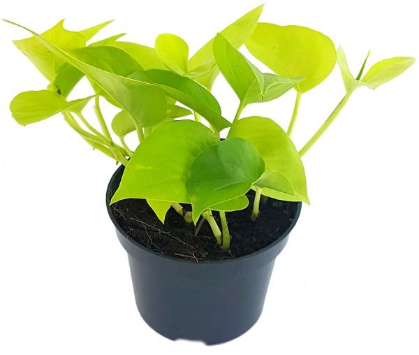Image du produit Plantlovers Epipremnum Aureum Golden Pothos (Efeutute) (20 cm, Fraîchement rempotés)