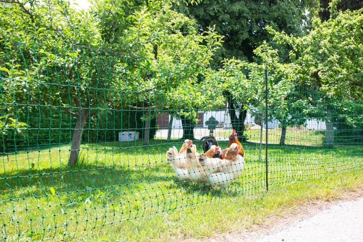 Actual product image Kerbl PoultryNet