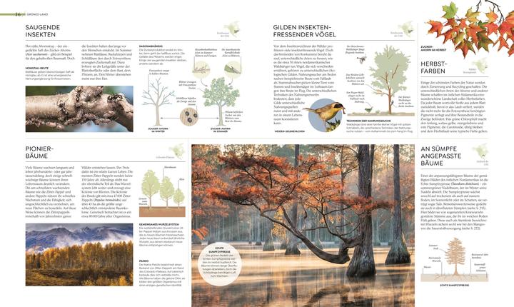 Actual product image Asher:Wilde Welten (German, Tom Jackson, Dr Claire Asher, Dr Julia Schröder, Derek Harvey., Michael Kokoscha, Claudia Franca de Abreu, Dr Rebecca Green, DK Publishing House, 2025)