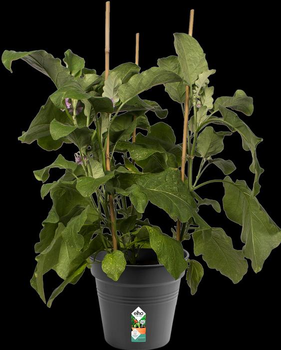 Actual product image Elho Green Basics (21 cm)