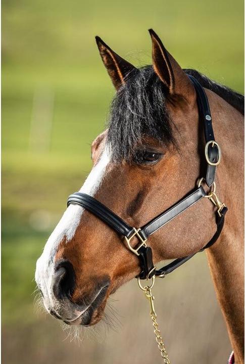 Produktbild HFI Master Raised