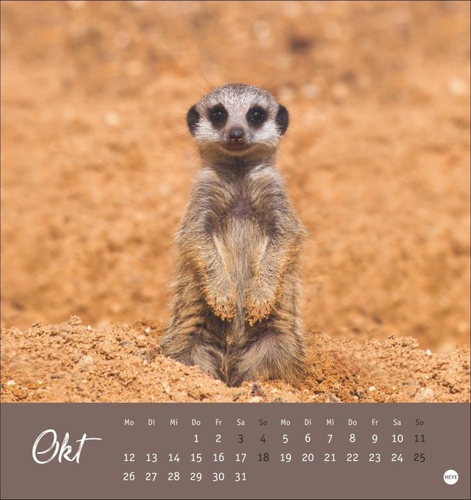 Produktbild Erdmännchen Postkartenkalender 2026