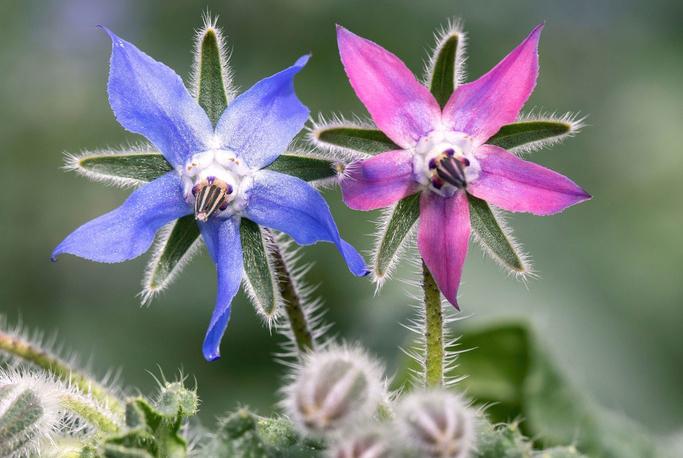 Image du produit Zollinger Bio Bourrache, Fleur bleue (Graines de plantes)