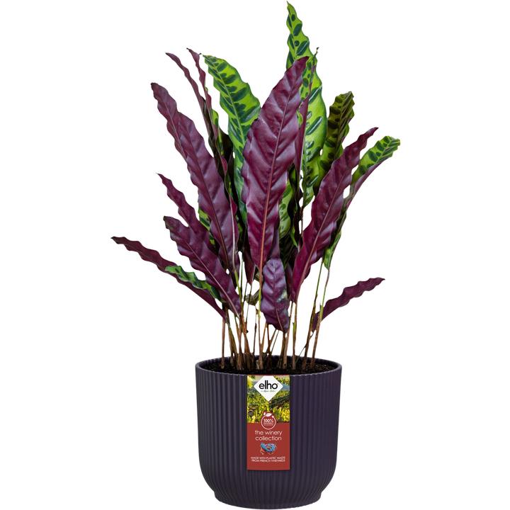 Produktbild Elho The Winery Collection (18 x 17 cm)