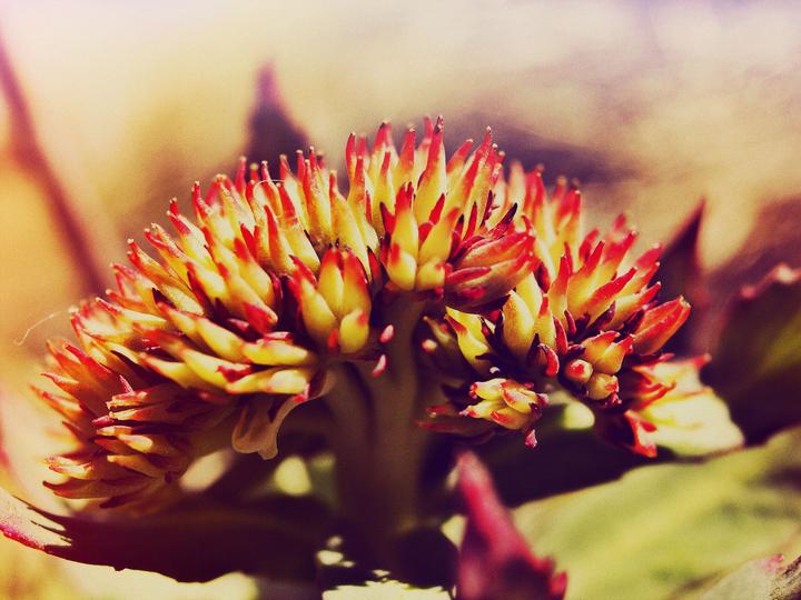 Image du produit Zimmerli Adaptogene Poudre de Rhodiola Rosea (BIO) (1 pièce(s), Poudre, 100 g)