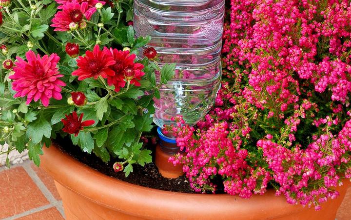 Actual product image Blumat Bottle adapter with clay cone (Clay cone)