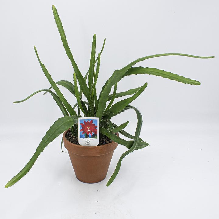 Kakteen Gautschi Epiphyllum rote Blte - kaufen bei Galaxus - Galaxus