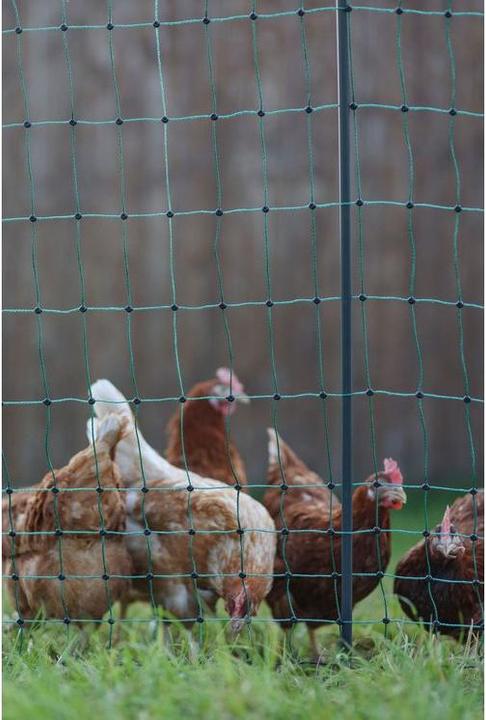 Actual product image Kerbl PoultryNet