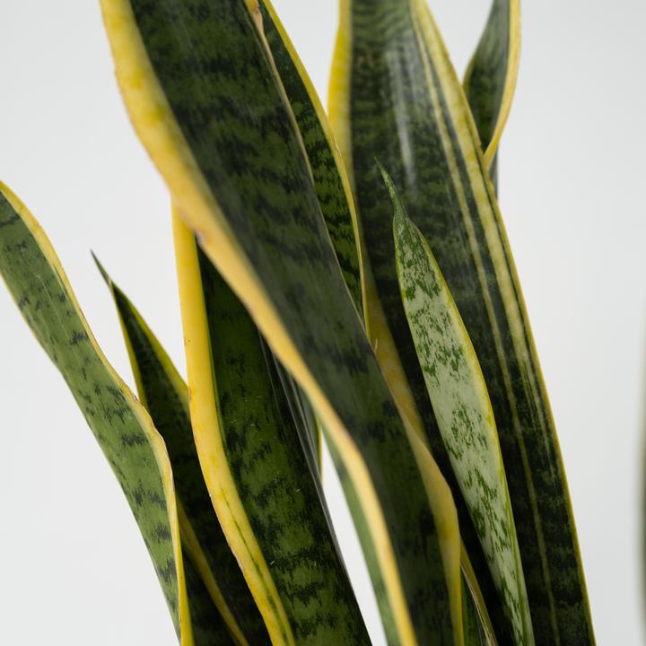 Produktbild Plant in a Box Sansevieria trifasciata Laurentii - Bogenhanf (65 cm)