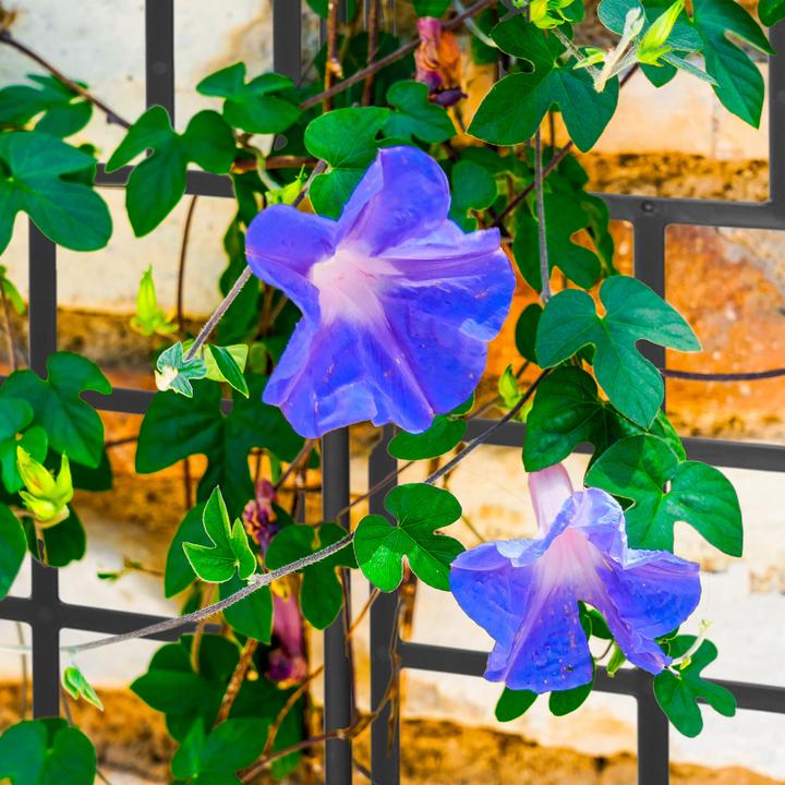 Actual product image Relaxdays 3x trellis (1.50 cm, 14.50 cm)