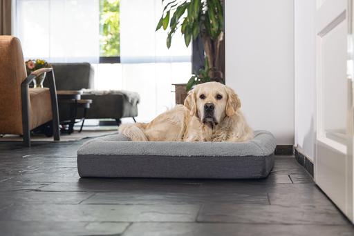 Immagine prodotto Beeztees Yura (Cane)
