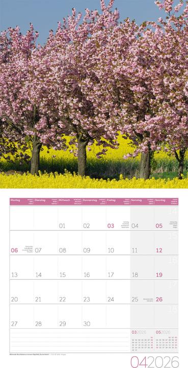 Image du produit Bäume Kalender 2026 - 30x30 (30 x 30 cm, Couverture rigide, Français, Anglais, Allemand, Italien)