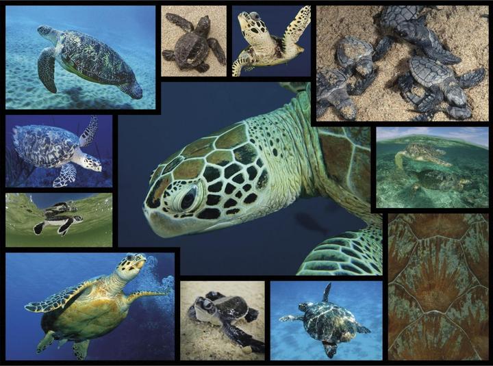 Produktbild WWF Schildkröte-Puzzle (1000 Teile)