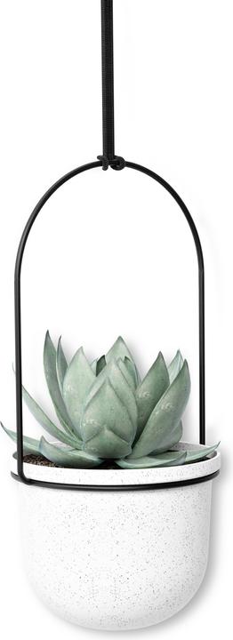 Produktbild Umbra Triflora (15 x 94 cm)