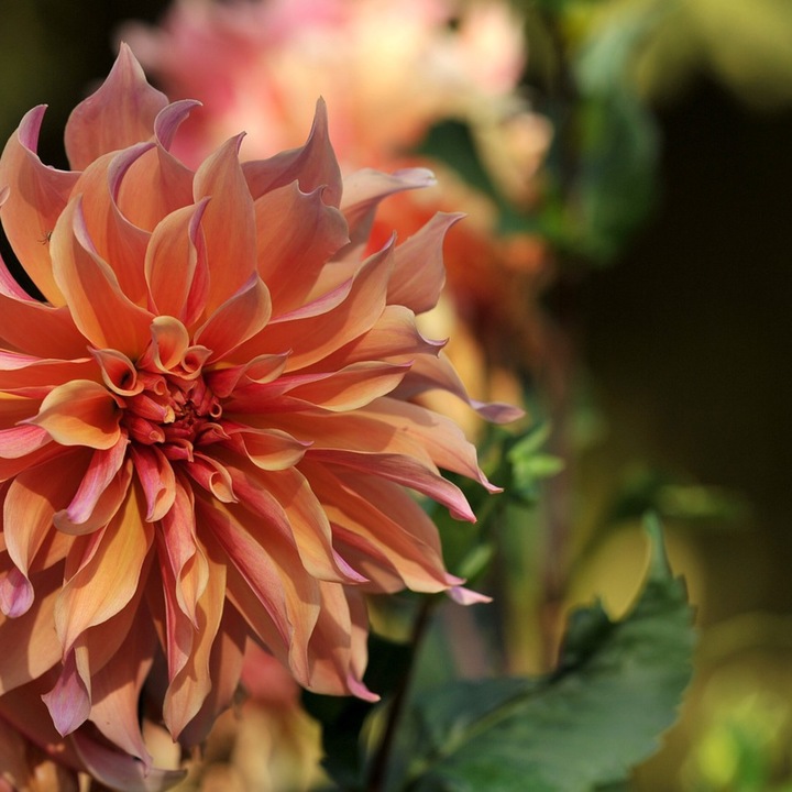 Actual product image Plant in a Box Dahlia Labyrinth, Dahlia Labyrint Twotone - mixture of 6 dahlias (10 cm)