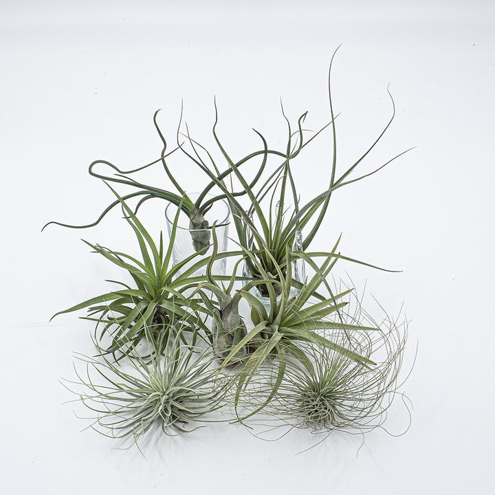 Kakteen Gautschi Tillandsia-Set 3 (15 cm)