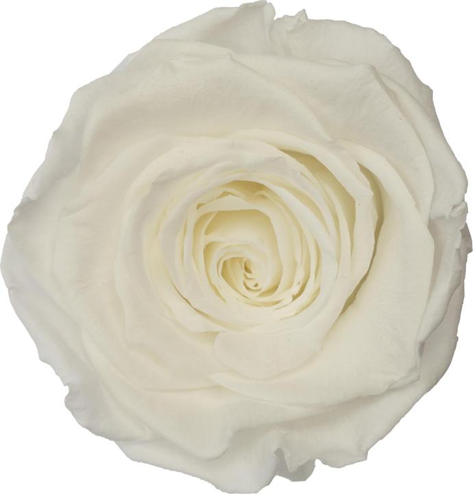 Actual product image Migros Ostschweiz Premium rose (stabilised rose) in gift box (Infinity Flowers, 1x)