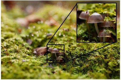 Actual product image Sony FE 50mm f/2.5 G (Sony E, full size)