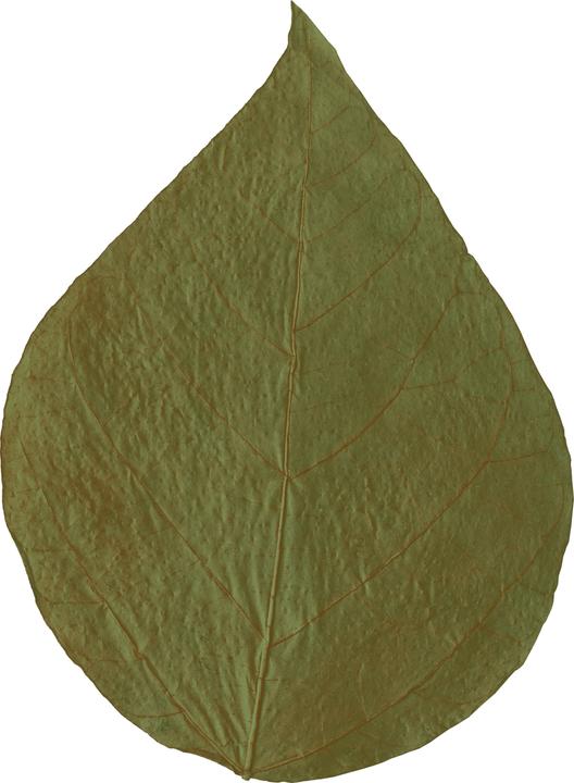 Immagine prodotto Dennerle Alimento complementare, cibo per le vacanze Gamberetti Foglie di Dadap (Mazzancolle, 74.80 cl)