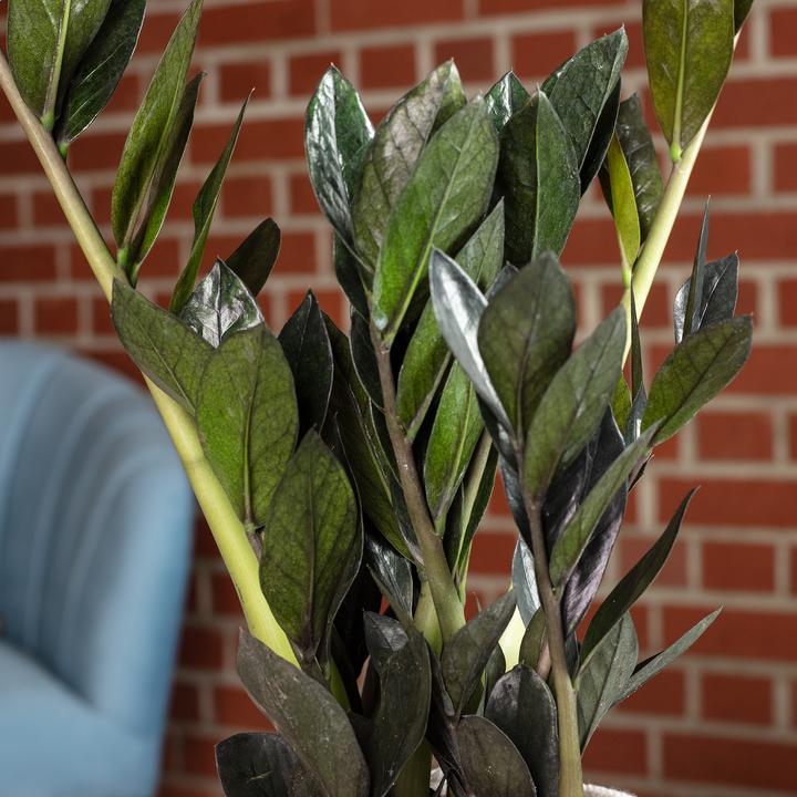 Immagine prodotto Flowerbox Lucky Feather "Raven" - Zamioculcas zamiifolia nera (35 cm)