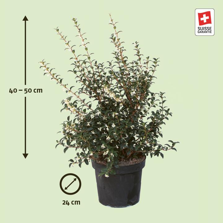 Produktbild Zulauf Duftblüte / Osmanthus x burkwoodii (50 cm)