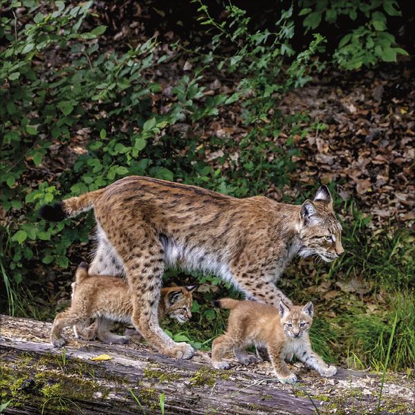 Produktbild Tiere des Waldes 2026 (30 x 30 cm)