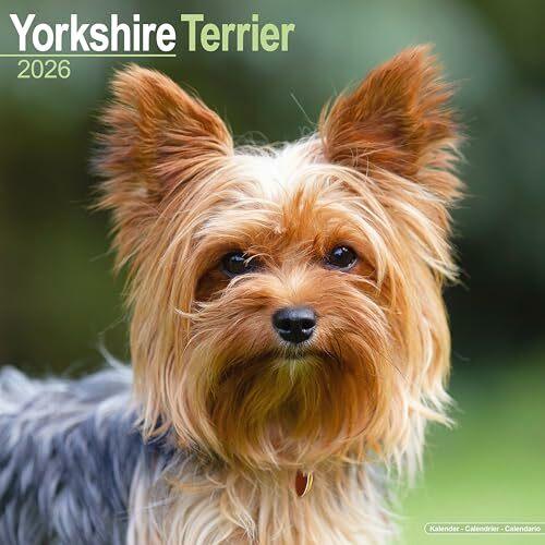 Produktbild Yorkshire Terrier Calendar 2026 Square Dog Breed Wall Calendar - 16 Month (Spezial)