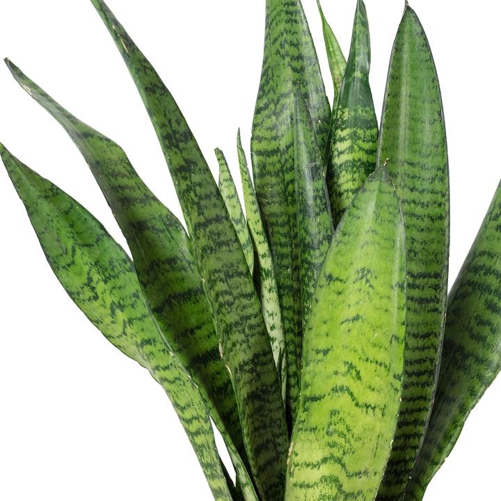 Produktbild Flowerbox Bogenhanf - Sansevieria zeylanica (45 cm)