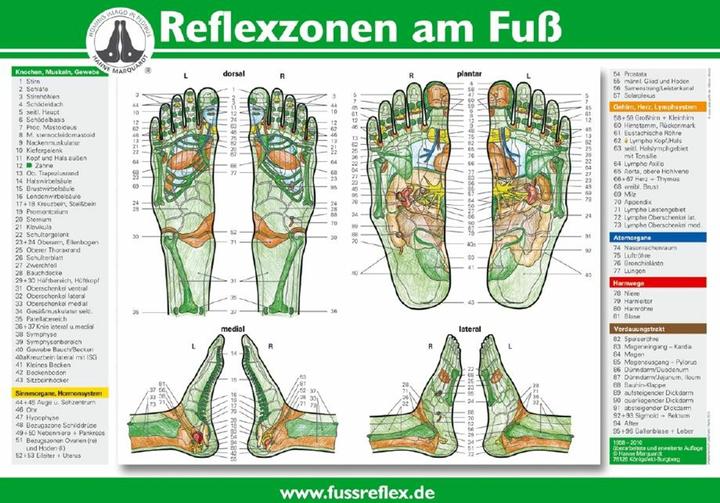 Image du produit Haug Zones réflexes du pied, poster (A4) (30 x 22 cm)