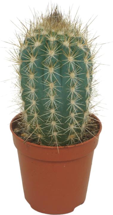 Immagine prodotto Mahaloplants Cactus overig (8 cm)