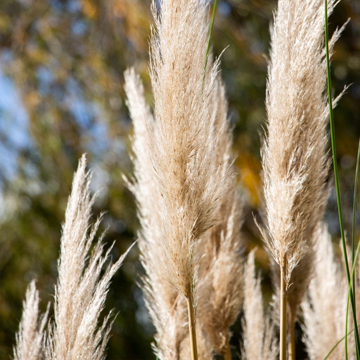 Immagine prodotto Plant in a Box Cortaderia selloana - Set di 3 erbe della pampa (25 cm)