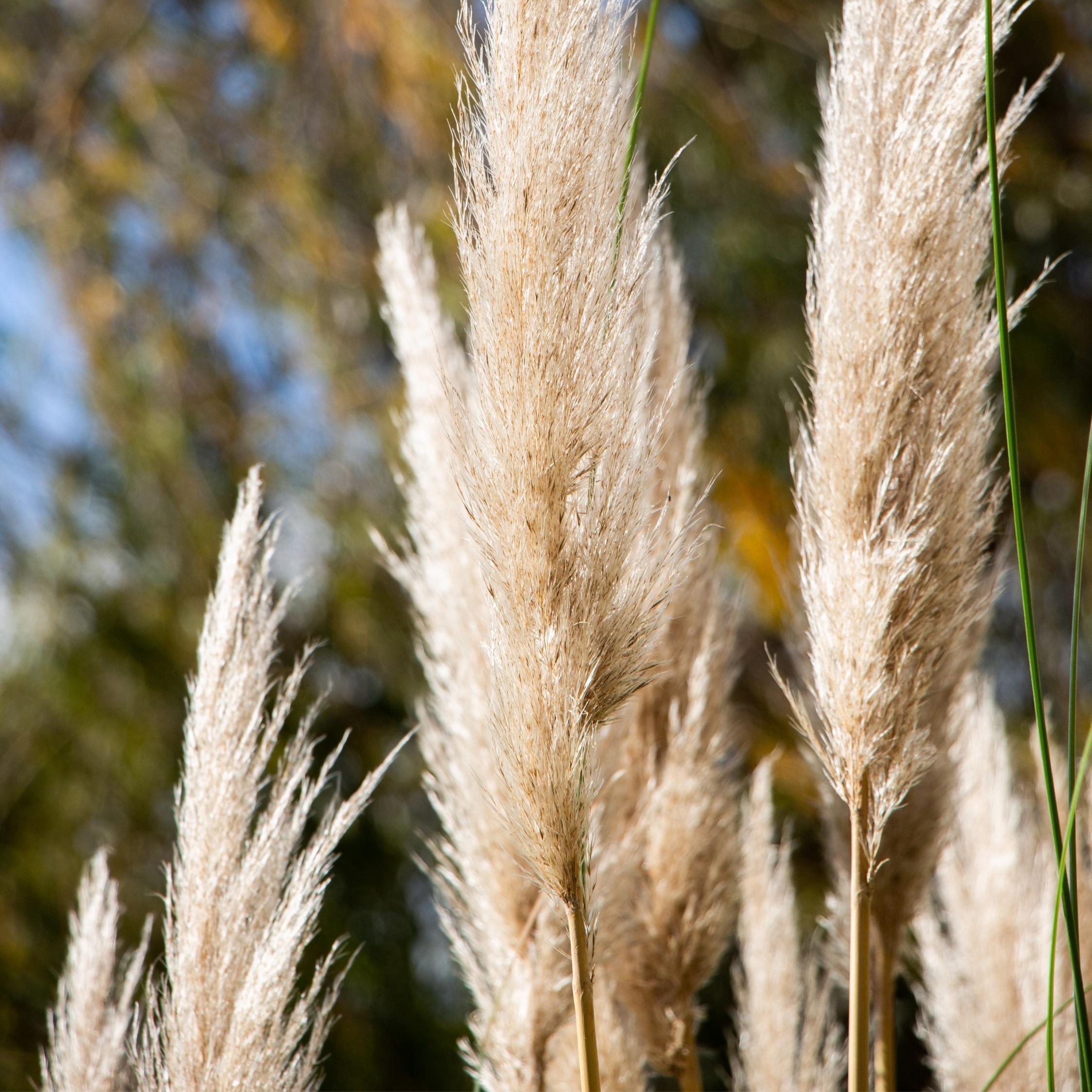 Thumbnail - Plant in a Box, Pflanzen, Cortaderia selloana - 3er Set Pampasgräser (25 cm)