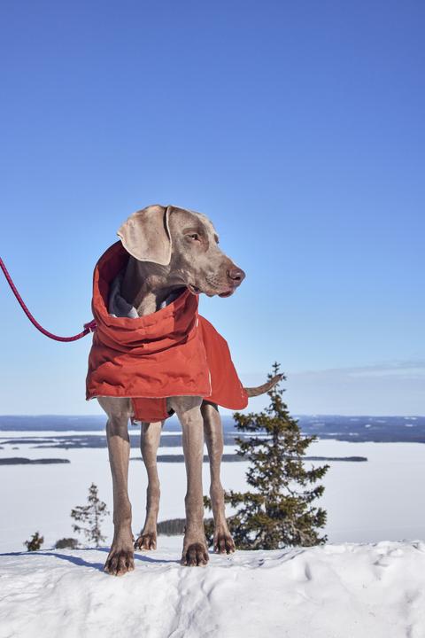 Actual product image Hurtta Extreme Warmer III ECO, cinnamon 65 (65, Dog coat)