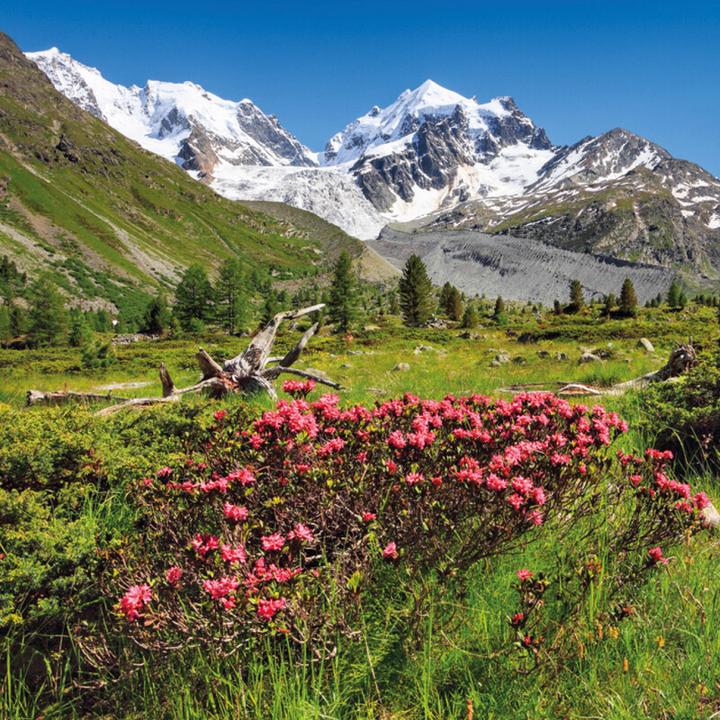 Image du produit Mini-Swiss 2026