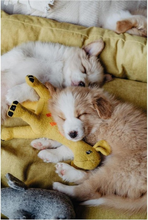 Image du produit Hunter Jouet pour chien Eiby Girafe (Jouet en peluche chien)